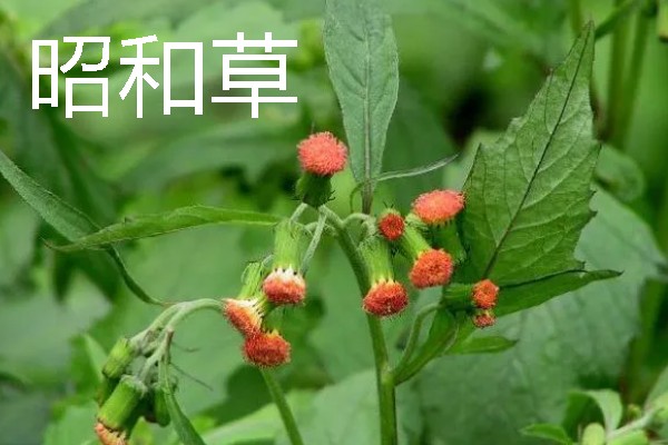 什么植物是靠风传播种子的，有昭和草、松树等