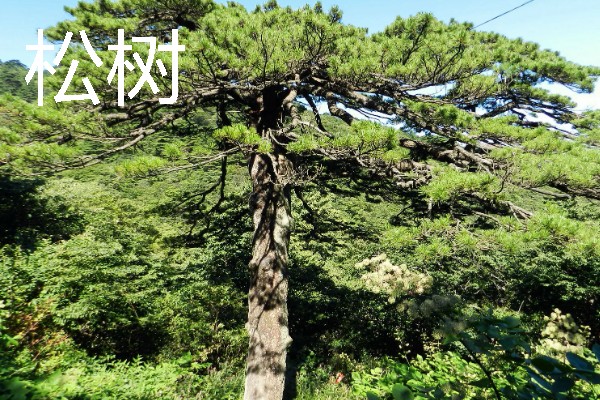 什么植物是靠风传播种子的，有昭和草、松树等