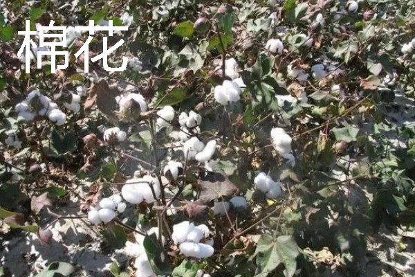 什么植物是靠风传播种子的，有昭和草、松树等