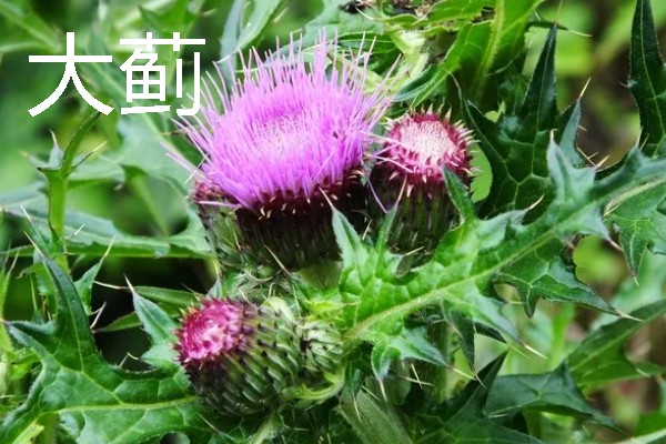 什么植物是靠风传播种子的，有昭和草、松树等
