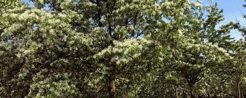 流苏树叶子几月采摘，在10-11月份采摘