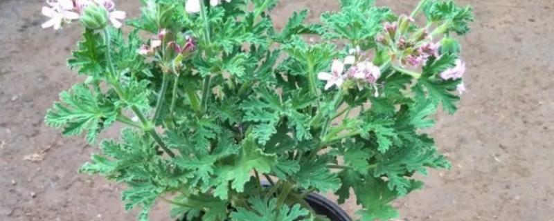 驱蚊草能吃吗，驱蚊草可以吃
