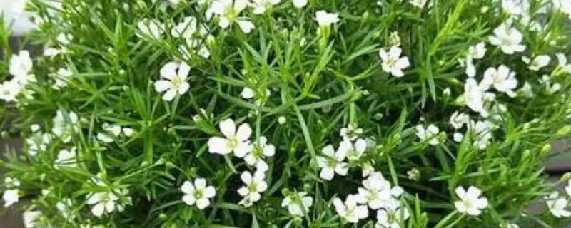 买回来的满天星怎么养殖，可水培养殖