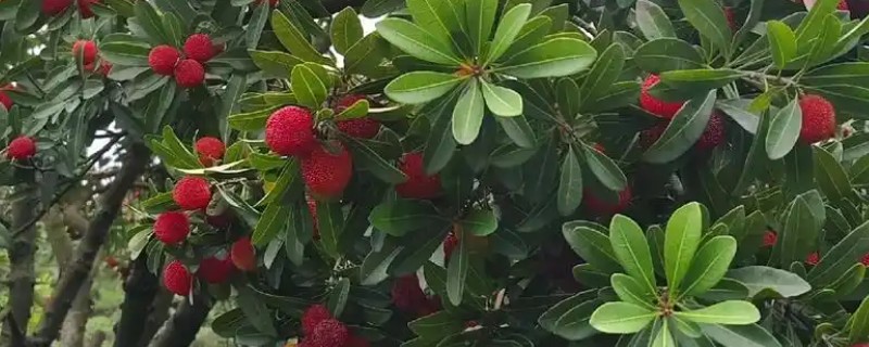杨梅的寄生虫多吗，梅中没有什么寄生虫