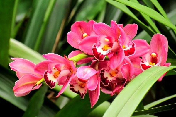 兰花的花语，寓意高雅、友谊等
