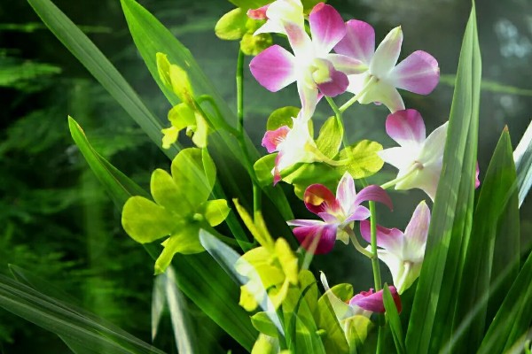 兰花的花语，寓意高雅、友谊等