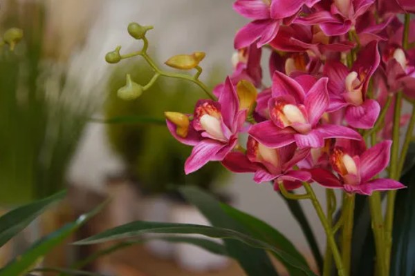兰花的花语，寓意高雅、友谊等