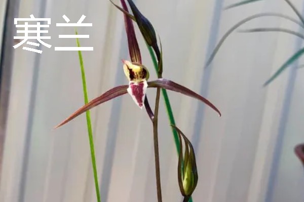 兰花的花语，寓意高雅、友谊等