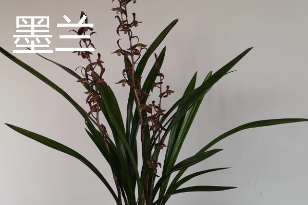 兰花的花语，寓意高雅、友谊等