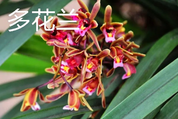 兰花的花语，寓意高雅、友谊等
