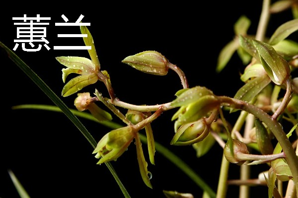 兰花的花语，寓意高雅、友谊等