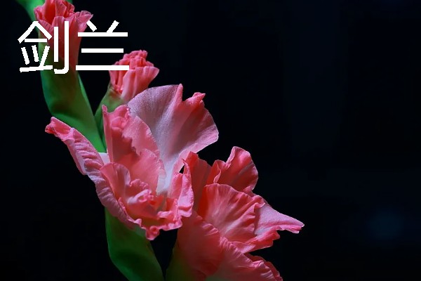 兰花的花语，寓意高雅、友谊等