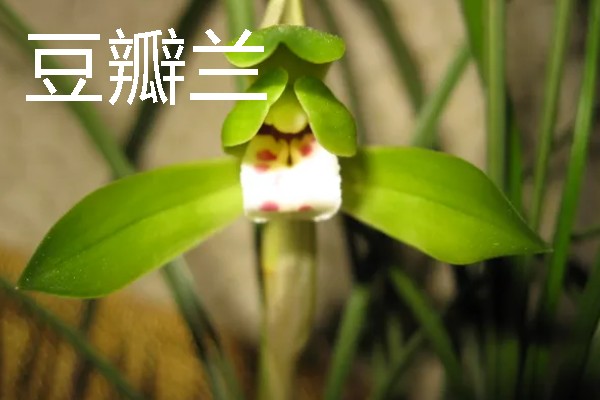 兰花的花语，寓意高雅、友谊等
