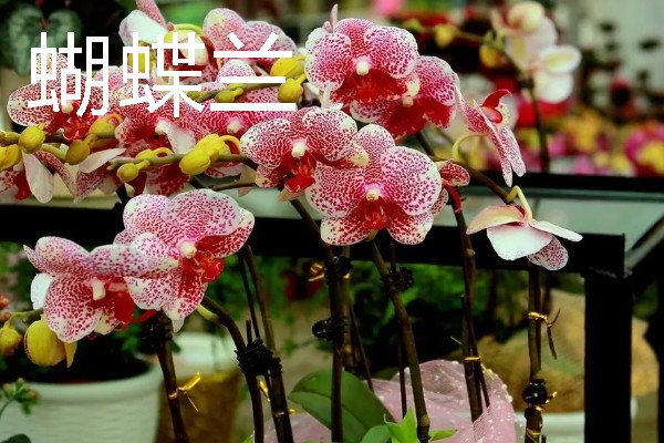 兰花的花语，寓意高雅、友谊等