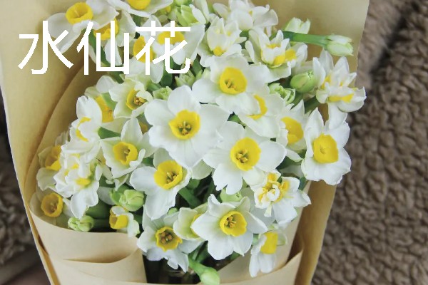 哪些花卉适合送老师，可选择康乃馨、百合花等品种