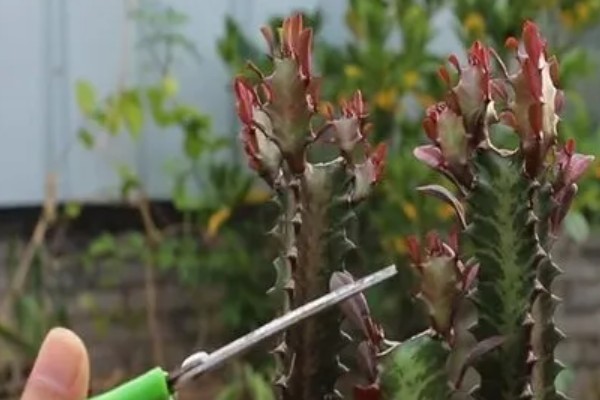 龙骨嫁接麒麟的养殖方法，嫁接后要确保充足光照条件