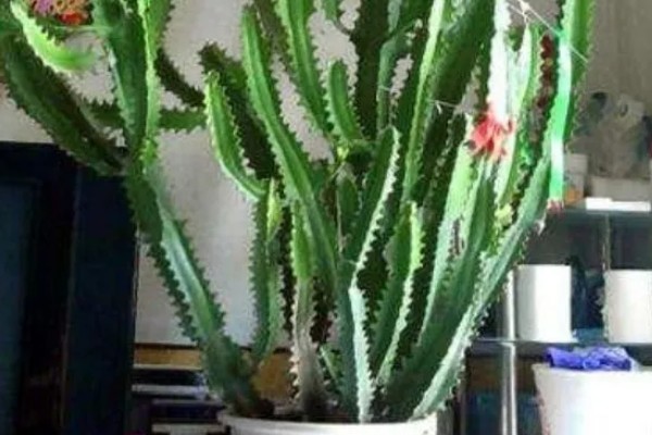 龙骨嫁接麒麟的养殖方法，嫁接后要确保充足光照条件