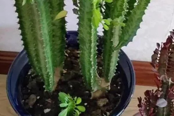龙骨嫁接麒麟的养殖方法，嫁接后要确保充足光照条件