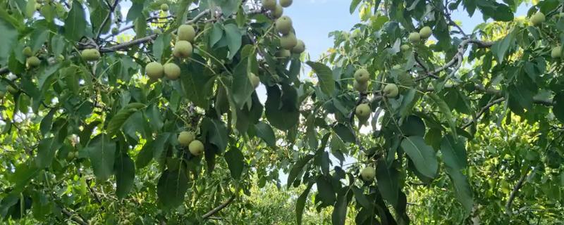 冬季核桃树流水怎么处理，可以在伤口处涂抹愈伤防腐膜