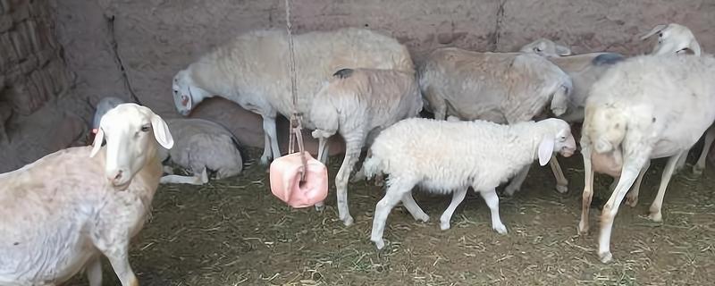羊如何养殖，要每周打扫一次圈舍