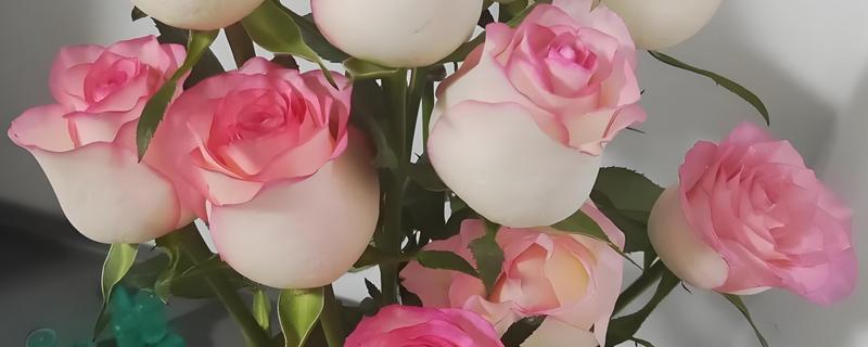 艾莎属于玫瑰还是月季，艾莎是玫瑰