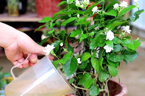 茉莉花叶子发黄干枯掉叶子怎么处理,需补充水分