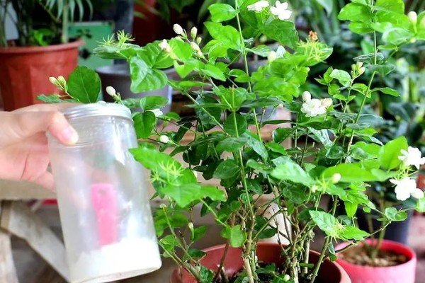 茉莉花叶子发黄干枯掉叶子怎么处理,需补充水分