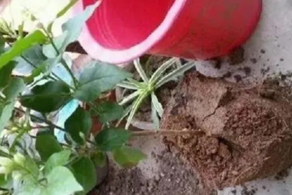 茉莉花叶子发黄干枯掉叶子怎么处理,需补充水分