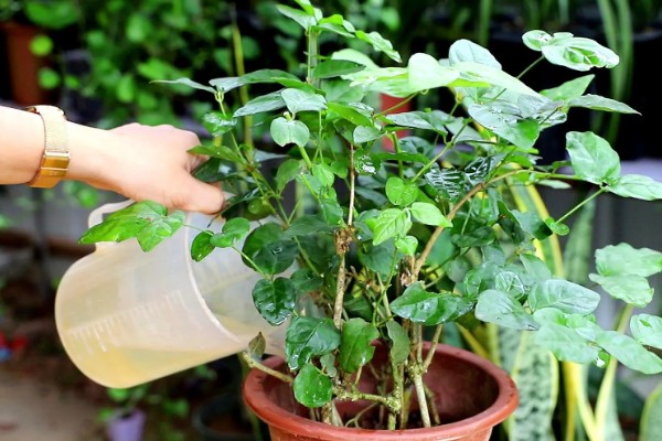 茉莉花叶子发黄干枯掉叶子怎么处理,需补充水分