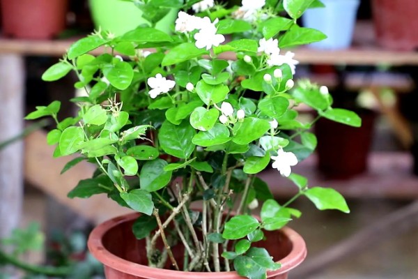 茉莉花叶子发黄干枯掉叶子怎么处理,需补充水分