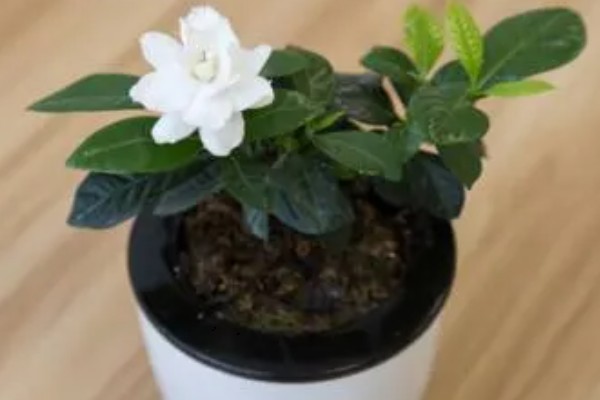 栀子花的养殖方法，最佳生长温度是20-28℃