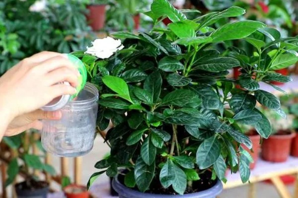 栀子花的养殖方法，最佳生长温度是20-28℃
