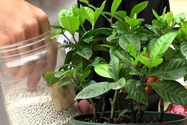 栀子花的养殖方法，最佳生长温度是20-28℃