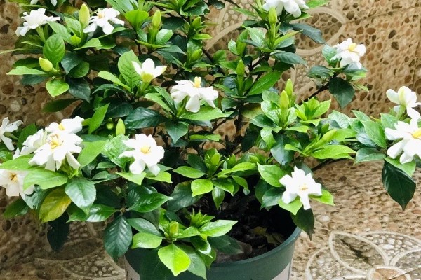 栀子花的养殖方法，最佳生长温度是20-28℃
