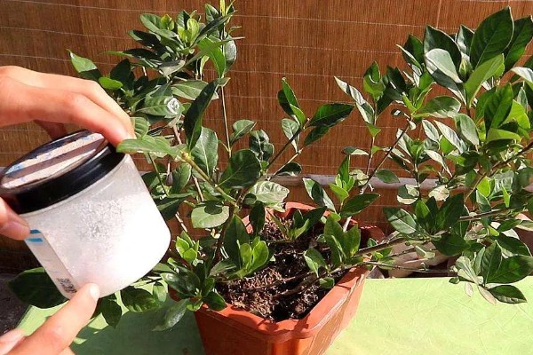 栀子花的养殖方法，最佳生长温度是20-28℃