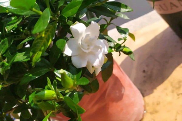 栀子花的养殖方法，最佳生长温度是20-28℃