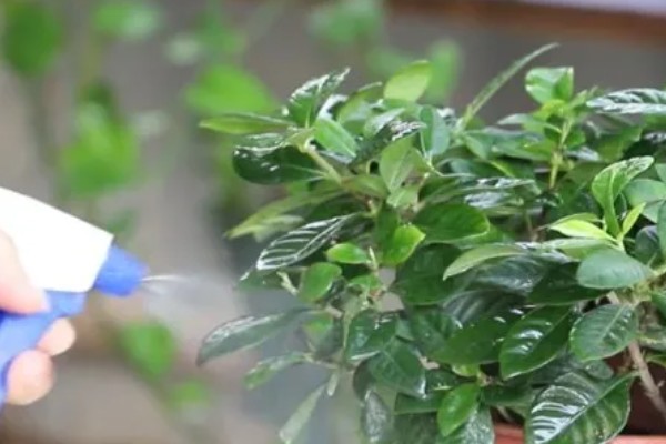 栀子花的养殖方法，最佳生长温度是20-28℃