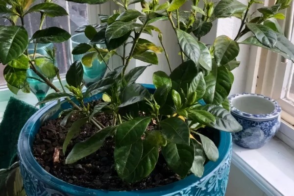 栀子花的养殖方法，最佳生长温度是20-28℃