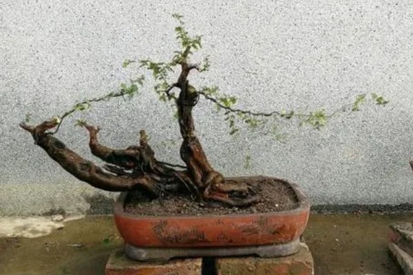 雀梅的养殖方式，喜欢在湿润的条件下生长