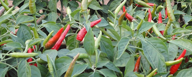 种植子弹头辣椒的要点，播种前需将种子晾晒2-3天