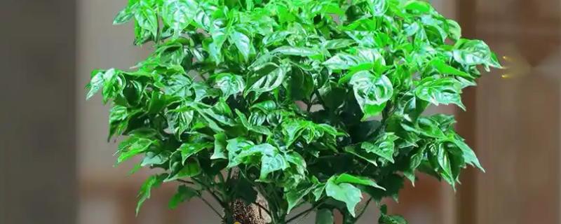 怎么养护幸福树，春秋季节每隔2-3天浇一次水