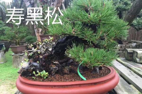 黑松有什么品种，寿黑松、千寿姬、锦松等品种很常见