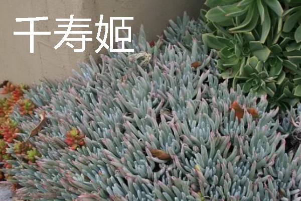 黑松有什么品种，寿黑松、千寿姬、锦松等品种很常见