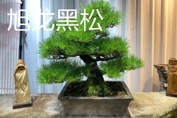 黑松有什么品种，寿黑松、千寿姬、锦松等品种很常见