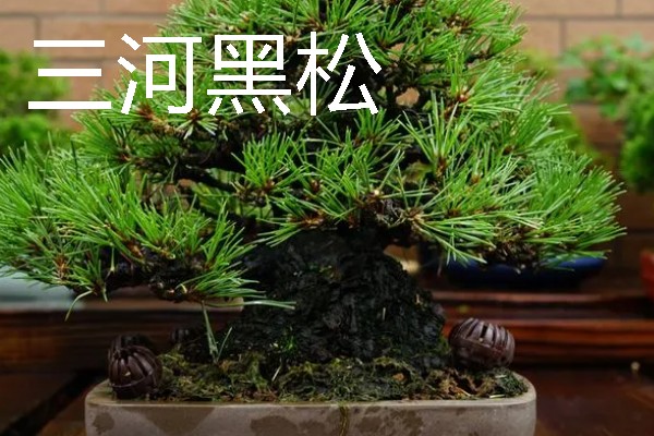 黑松有什么品种，寿黑松、千寿姬、锦松等品种很常见