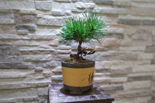 黑松有什么品种，寿黑松、千寿姬、锦松等品种很常见