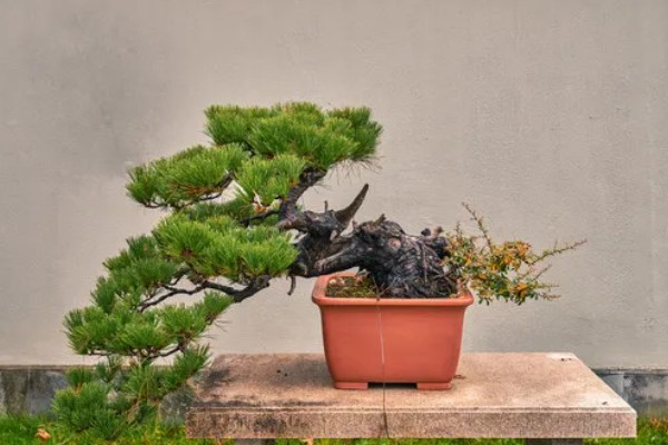 黑松有什么品种，寿黑松、千寿姬、锦松等品种很常见