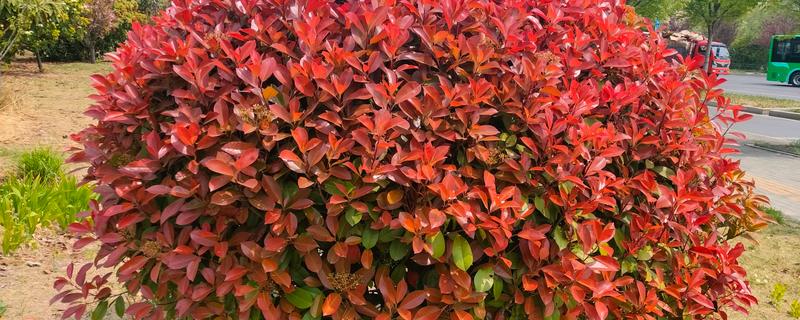 上面是红色叶子的植物有哪些，有红枫、一品红等