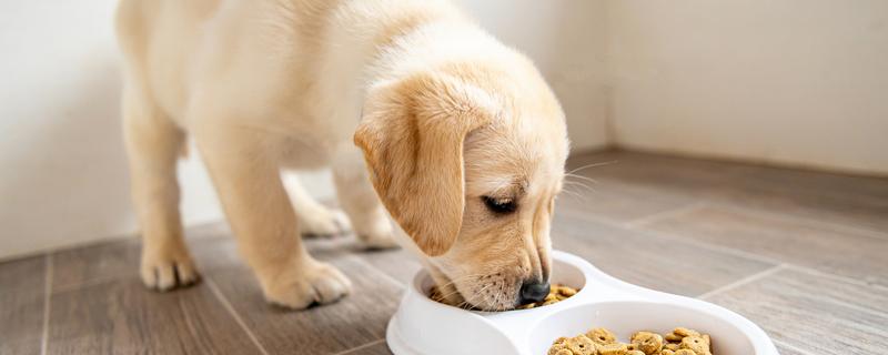 狗狗为什么厌食，可能是食物不合口味