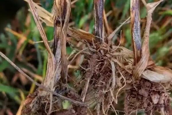 小麦根腐病的症状，严重时会导致幼芽不可出土而枯死